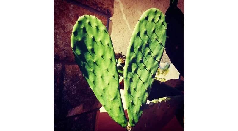 Spiky love