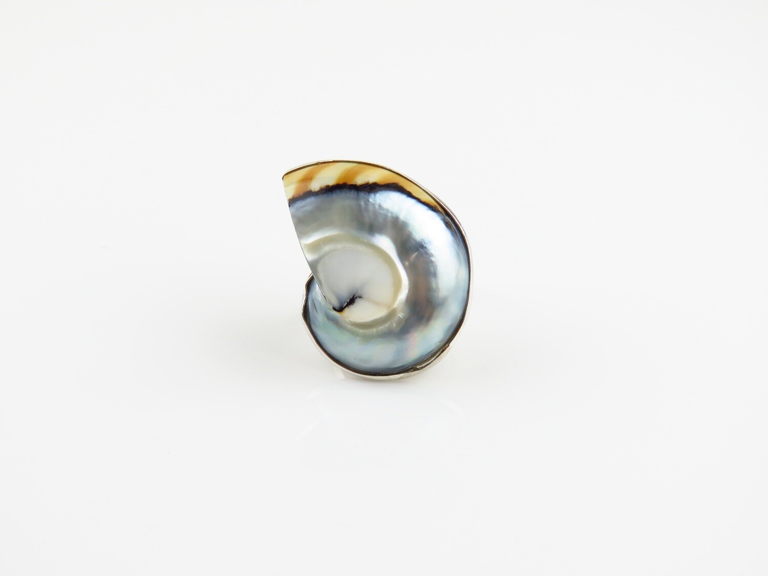 Sterling Silver, Gray Colour, Nautilus Shell Ring SSR-108