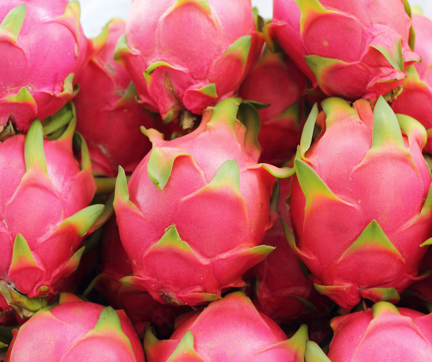 PITAHAYA BLANCA SELECCIÓN 4KG.