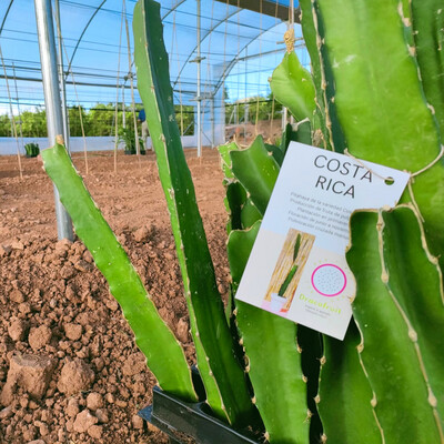 ESQUEJES DE PITAHAYA