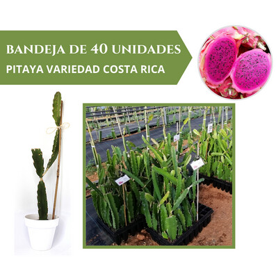 BANDEJA 40 ESQUEJES DE PITAHAYA COSTA RICA