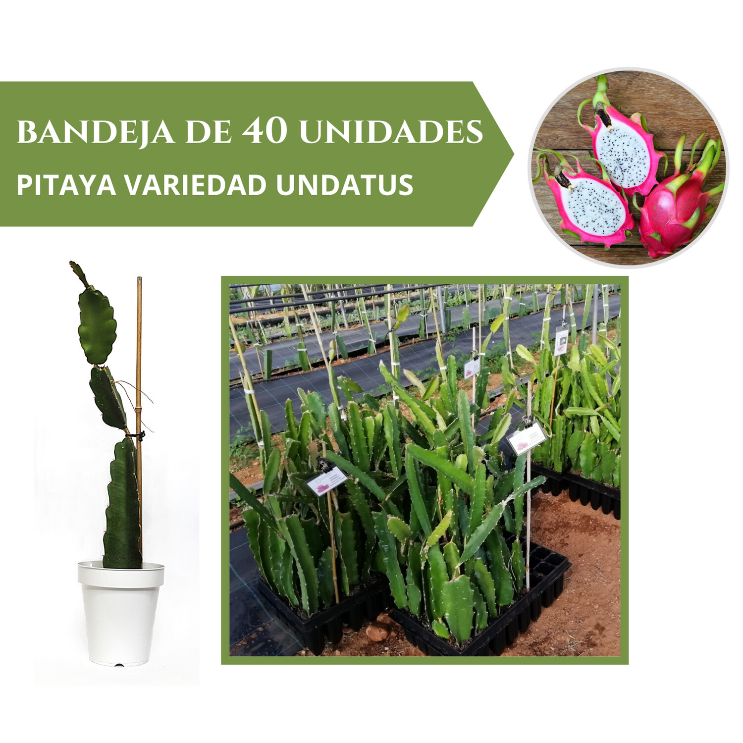 BANDEJA 40 ESQUEJES DE PITAHAYA UNDATUS