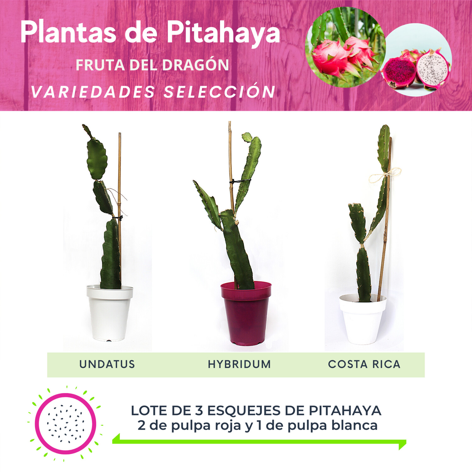 LOTE DE 3 PLANTAS DE PITAHAYA VARIEDADES SELECCIÓN ESENCIALS