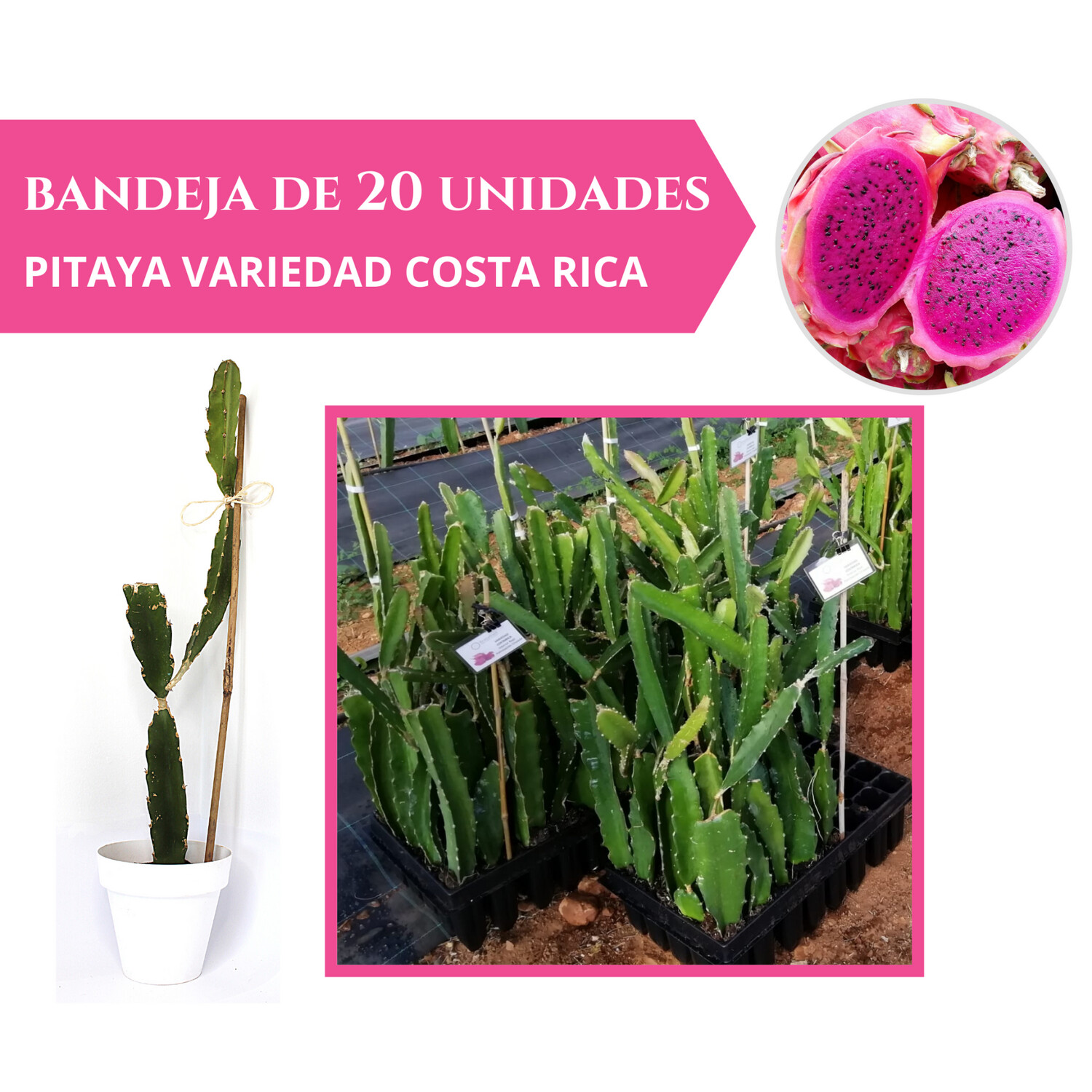 BANDEJA 20 ESQUEJES DE PITAHAYA COSTA RICA
