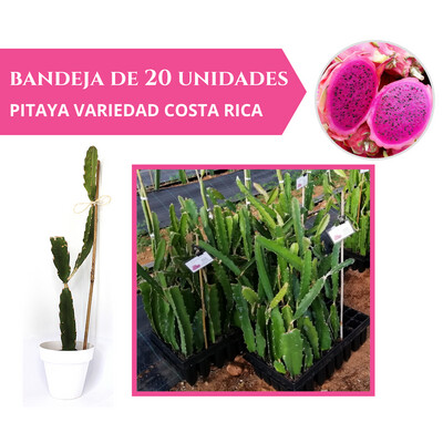BANDEJA 20 ESQUEJES DE PITAHAYA COSTA RICA