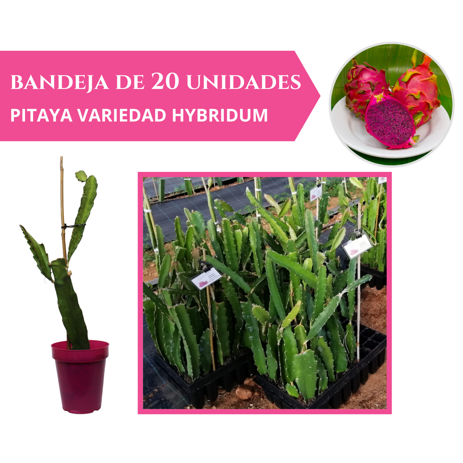 BANDEJA 20 ESQUEJES DE PITAHAYA HYBRIDUM