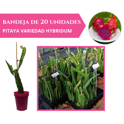 BANDEJA 20 ESQUEJES DE PITAHAYA HYBRIDUM