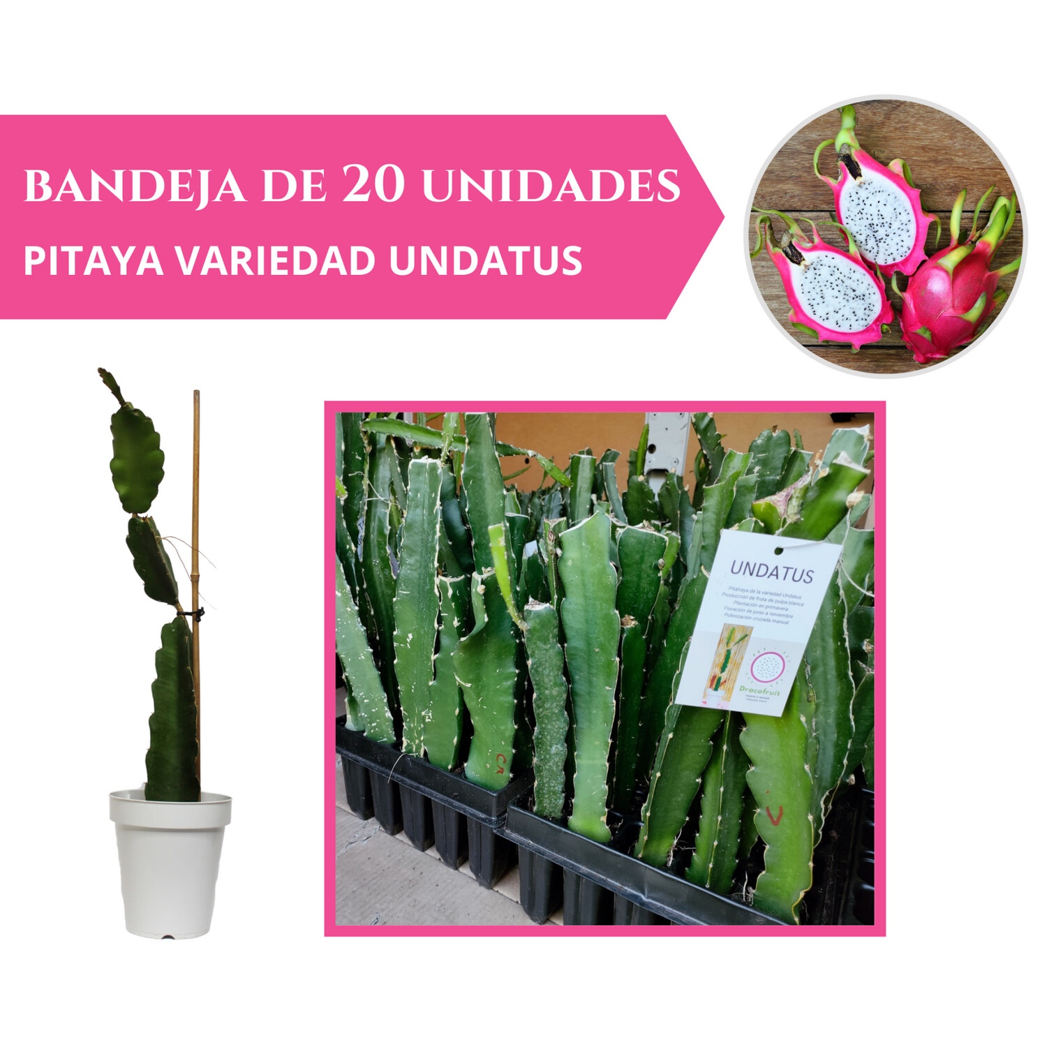 BANDEJA 20 ESQUEJES DE PITAHAYA UNDATUS