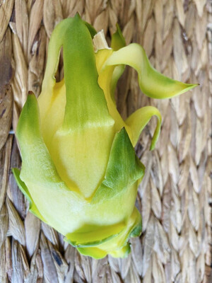PITAHAYA AMARILLA SELECCIÓN 2 KG.