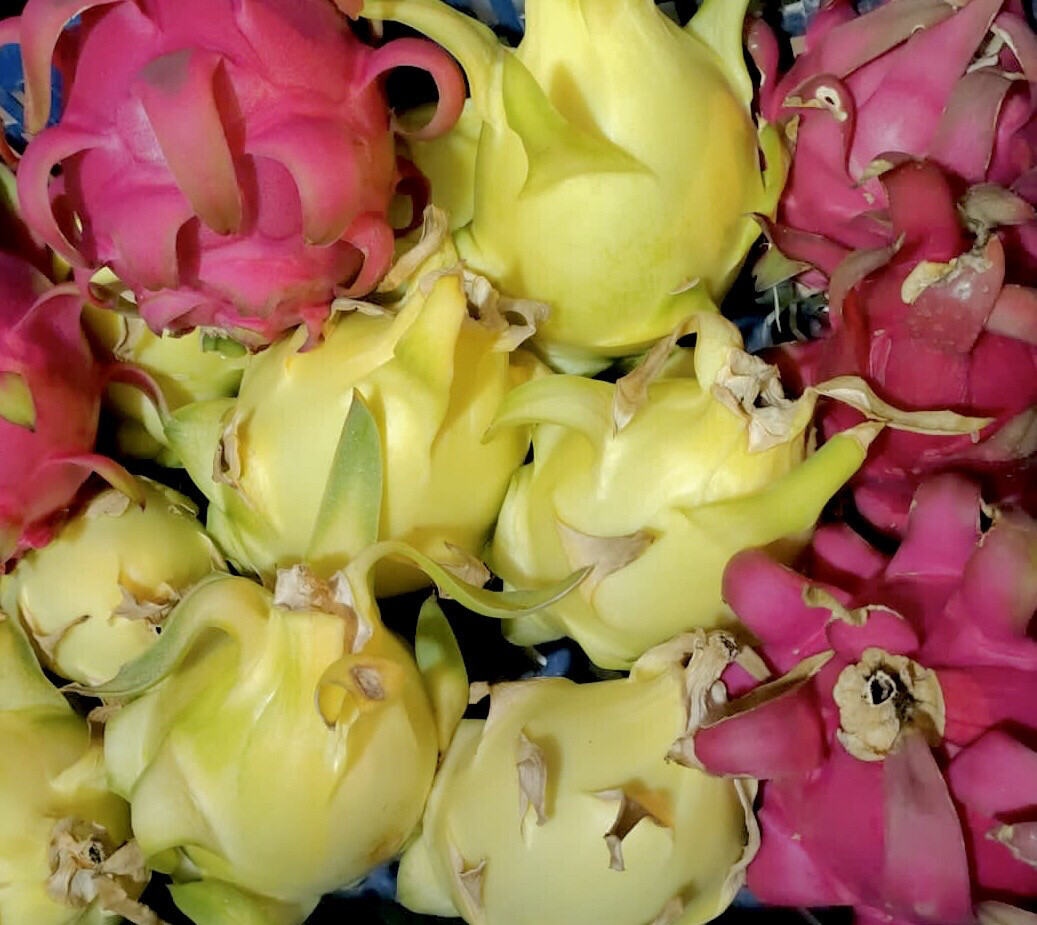 MIX PITAHAYA AMARILLA Y ROJA 2KG.