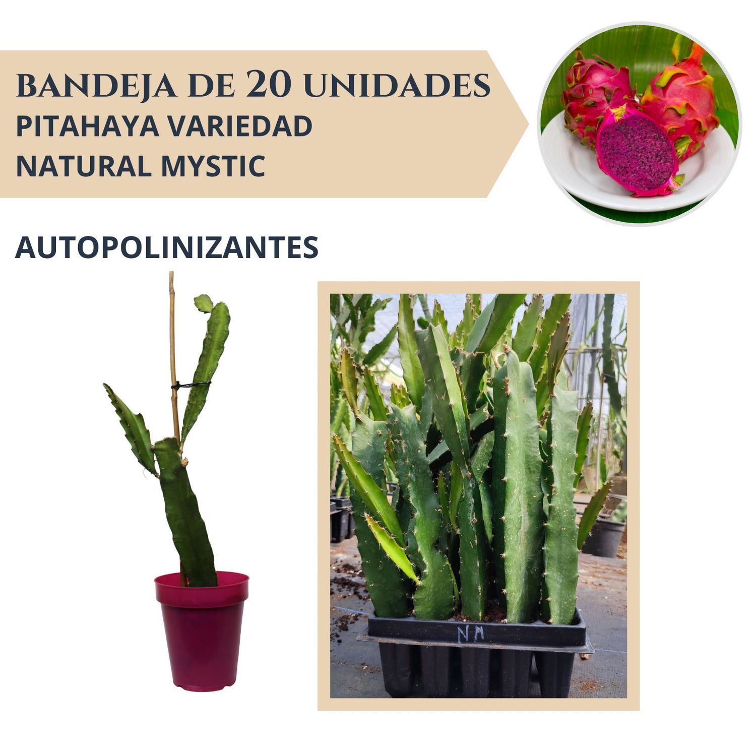 BANDEJA 20 ESQUEJES DE PITAHAYA AUTOPOLINIZANTE NATURAL MYSTIC