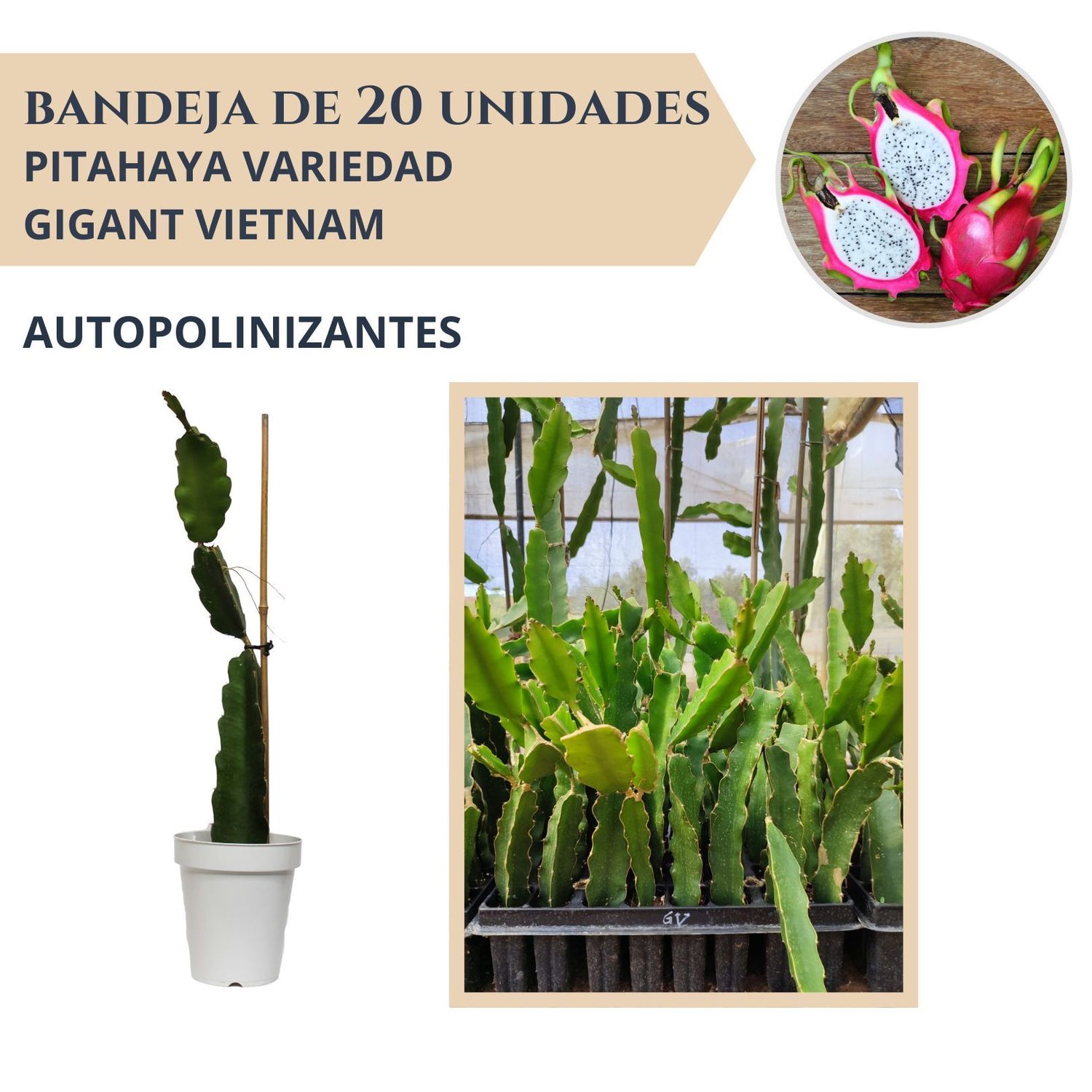 BANDEJA 20 ESQUEJES DE PITAHAYA AUTOPOLINIZANTE GIGANT VIETNAM