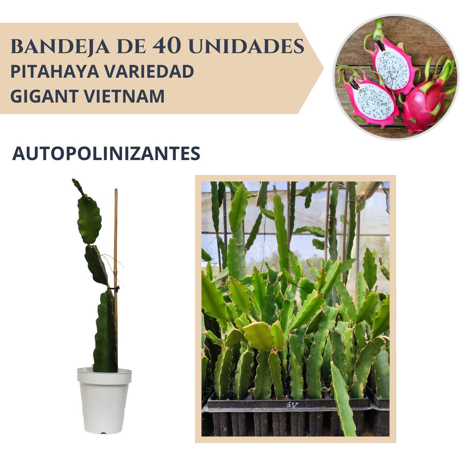 BANDEJA 40 ESQUEJES DE PITAHAYA AUTOPOLINIZANTE GIGANT VIETNAM