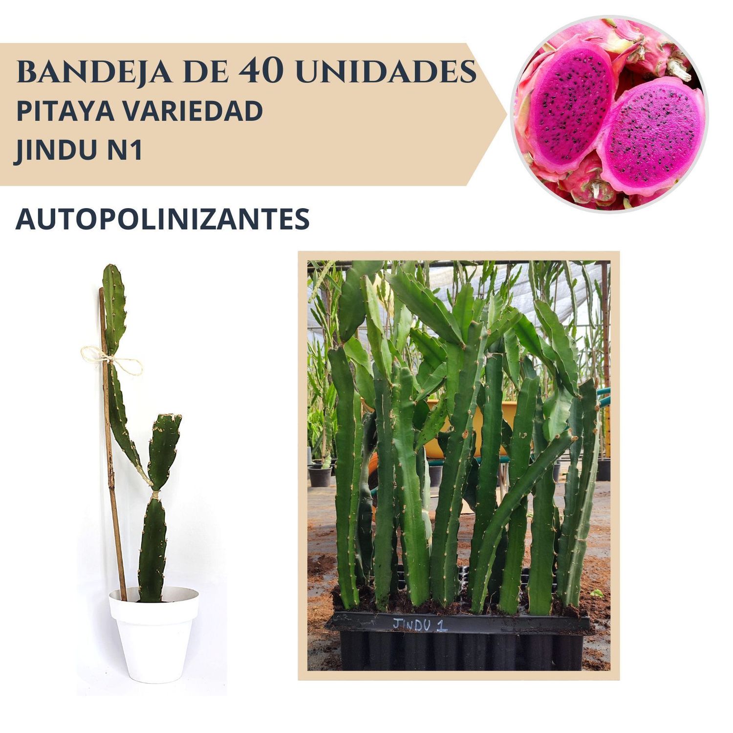 BANDEJA 40 ESQUEJES DE PITAHAYA AUTOPOLINIZANTE JINDU N1