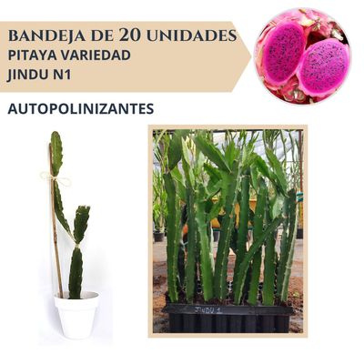 BANDEJA 20 ESQUEJES DE PITAHAYA AUTOPOLINIZANTE JINDU N1