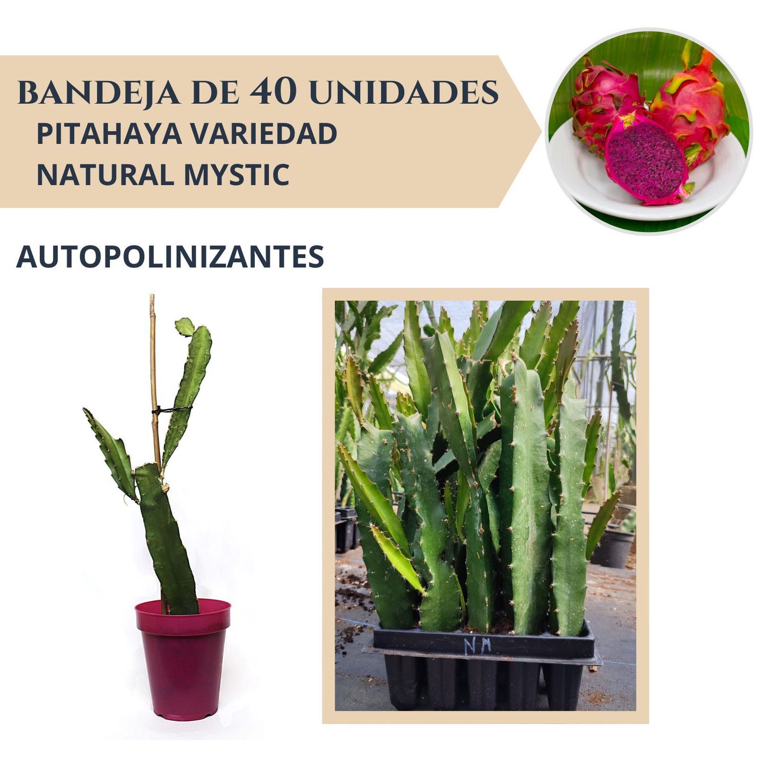 BANDEJA 40 ESQUEJES DE PITAHAYA AUTOPOLINIZANTE NATURAL MYSTIC