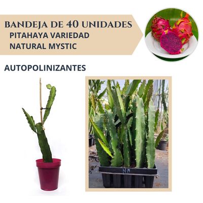 BANDEJA 40 ESQUEJES DE PITAHAYA AUTOPOLINIZANTE NATURAL MYSTIC