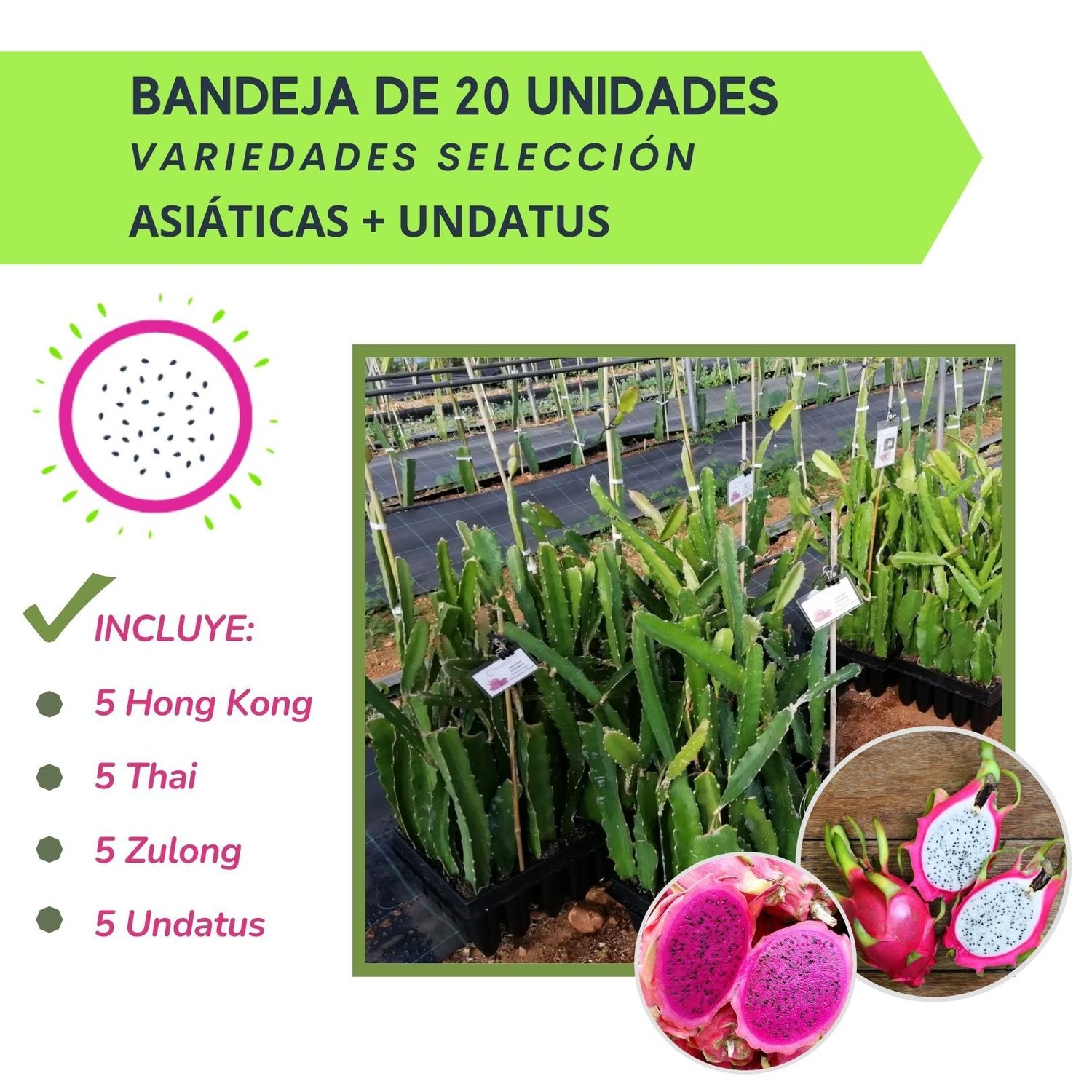 BANDEJA 20 ESQUEJES DE PITAHAYA VARIEDADES ASIÁTICAS + UNDATUS