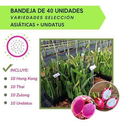 BANDEJA 40 ESQUEJES DE PITAHAYA VARIEDADES ASIÁTICAS + UNDATUS
