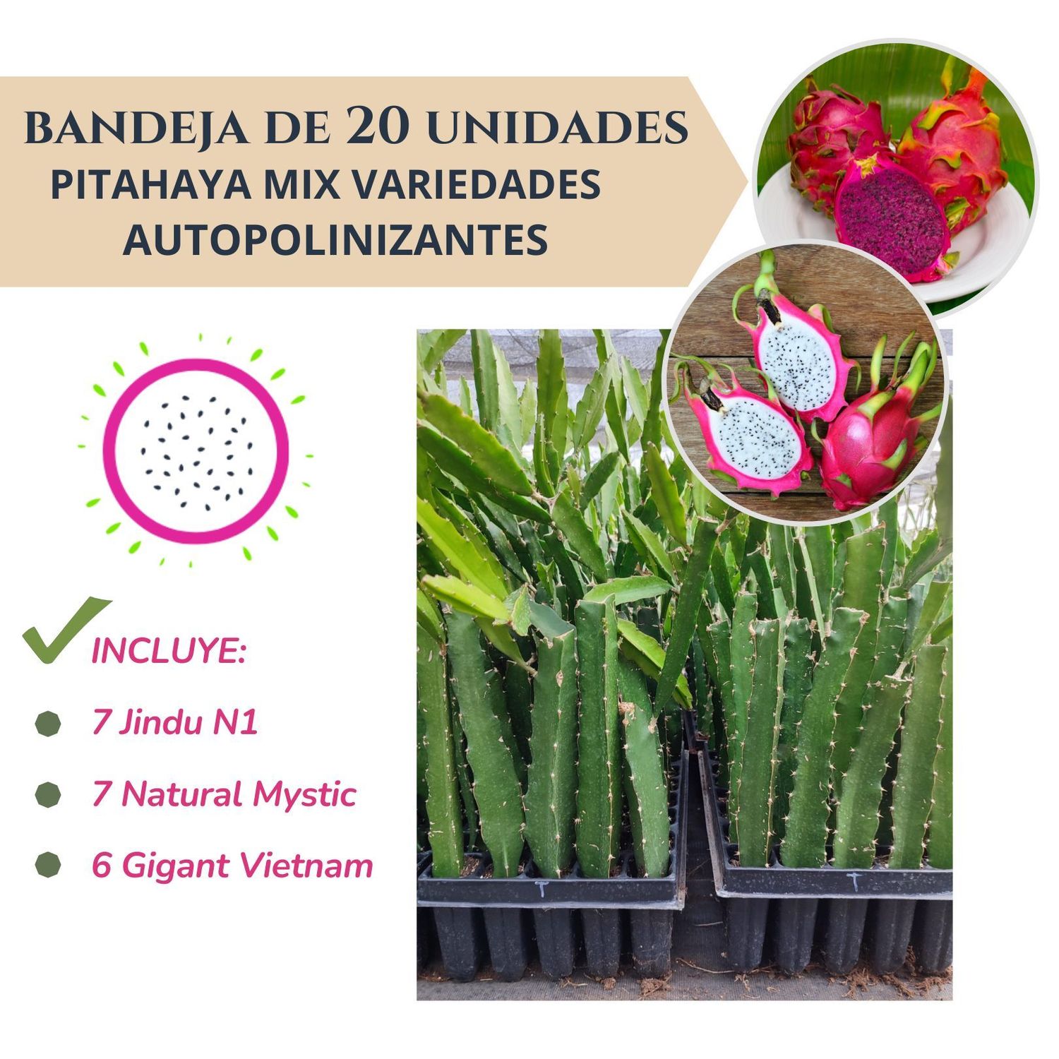 BANDEJA 20 ESQUEJES DE PITAHAYA MIX DE VARIEDADES AUPOLONIZANTES