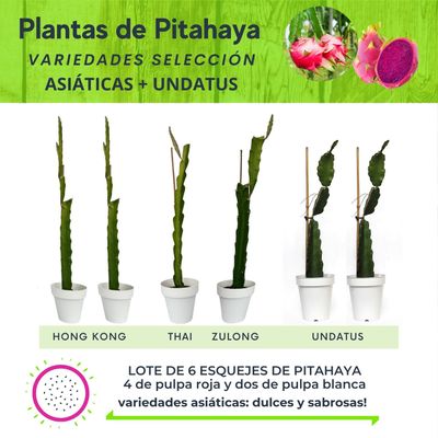 LOTE DE 6 PLANTAS DE PITAHAYA VARIEDADES ASIÁTICAS + UNDATUS