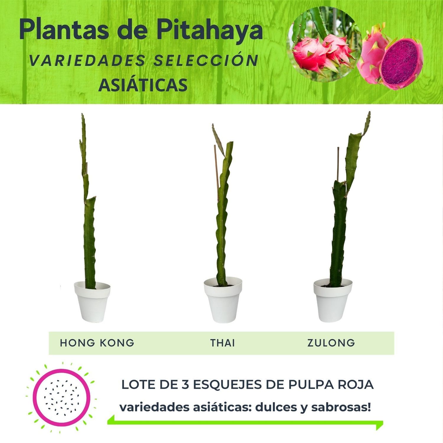 LOTE DE 3 PLANTAS DE PITAHAYA VARIEDADES ASIÁTICAS