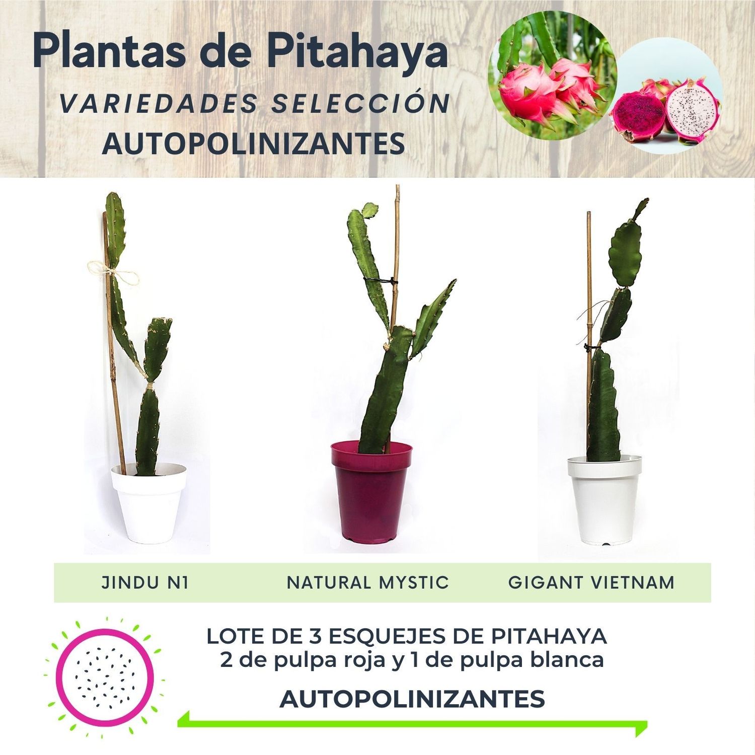 LOTE DE 3 PLANTAS DE PITAHAYA AUTOPOLINIZANTES