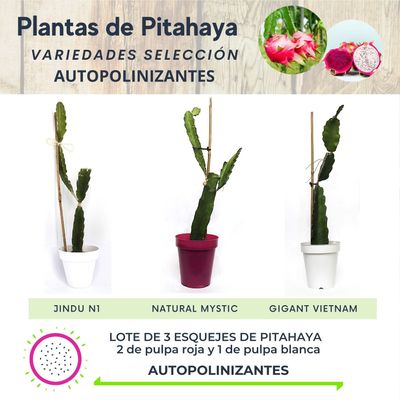 LOTE DE 3 PLANTAS DE PITAHAYA AUTOPOLINIZANTES
