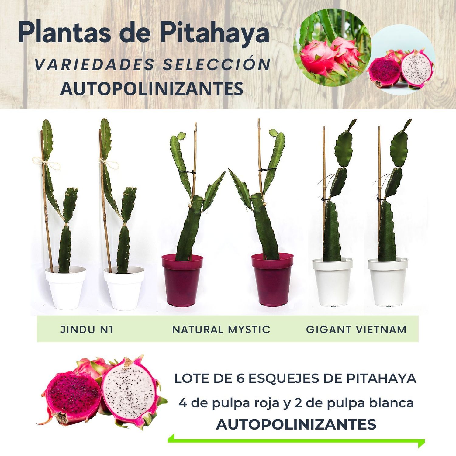 LOTE DE 6 PLANTAS DE PITAHAYA AUTOPOLINIZANTES