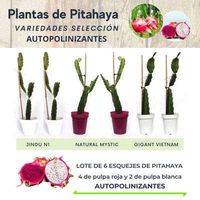 LOTE DE 6 PLANTAS DE PITAHAYA AUTOPOLINIZANTES
