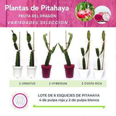 LOTE DE 6 PLANTAS DE PITAHAYA VARIEDADES SELECCIÓN ESENCIALS