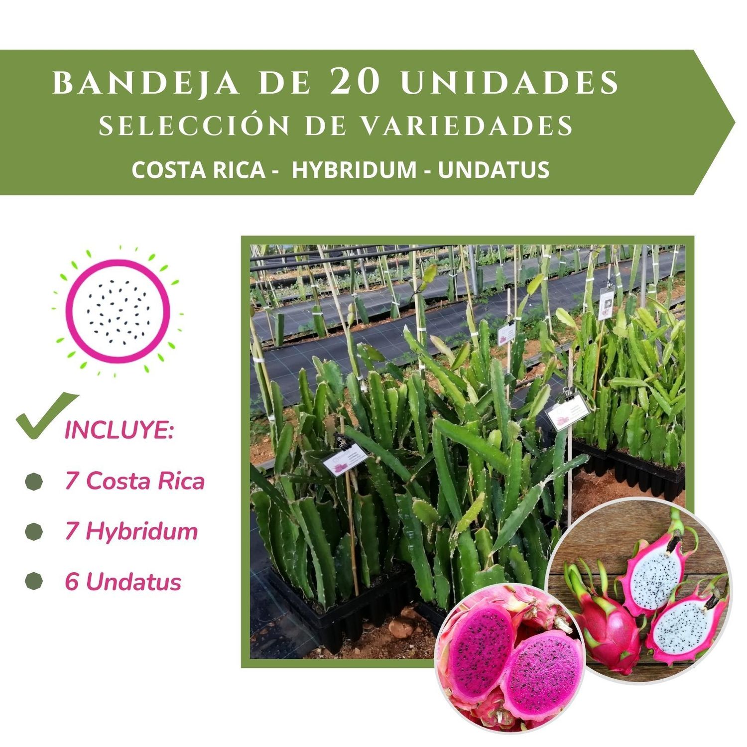 BANDEJA 20 ESQUEJES DE PITAHAYA MIX DE VARIEDADES