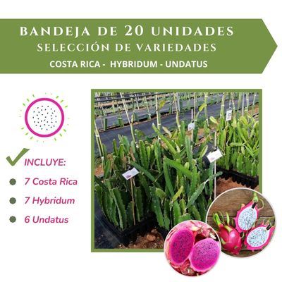 BANDEJA 20 ESQUEJES DE PITAHAYA MIX DE VARIEDADES