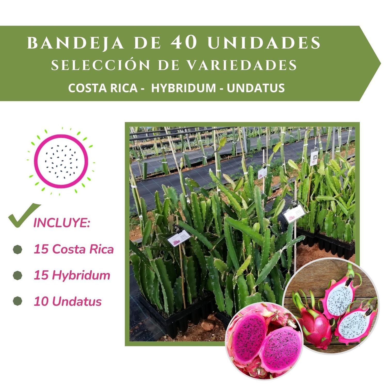 BANDEJA 40 ESQUEJES DE PITAHAYA SELECCIÓN ESENCIALS