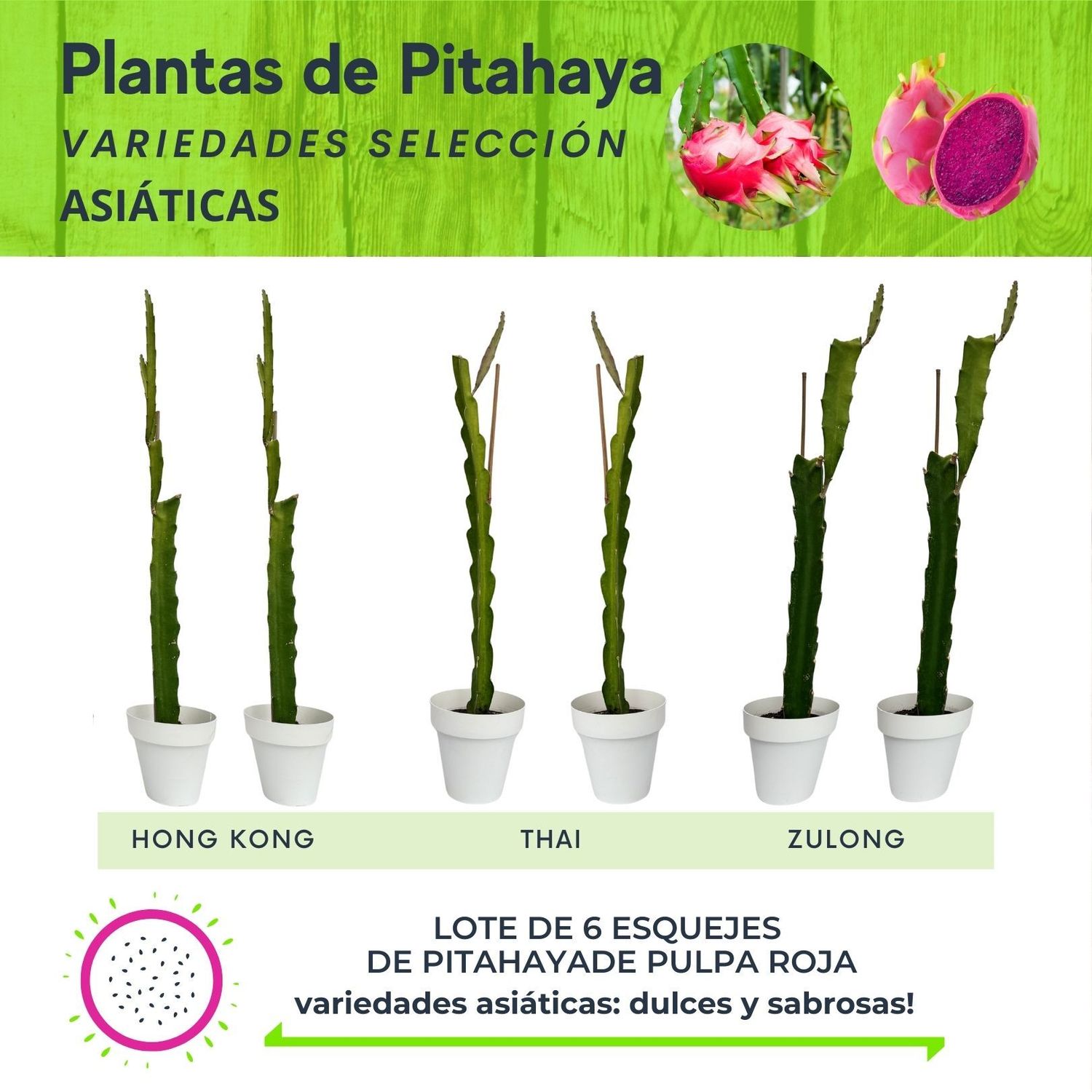 LOTE DE 6 PLANTAS DE PITAHAYA VARIEDADES ASIÁTICAS