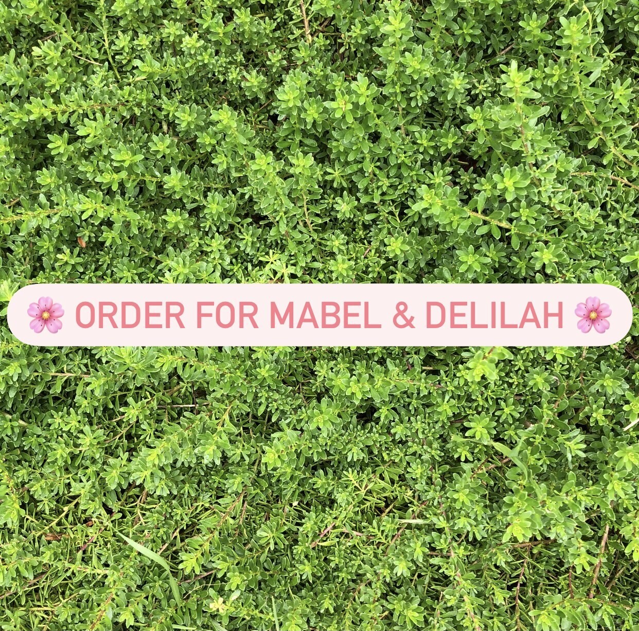 Order for Mabel & Delilah