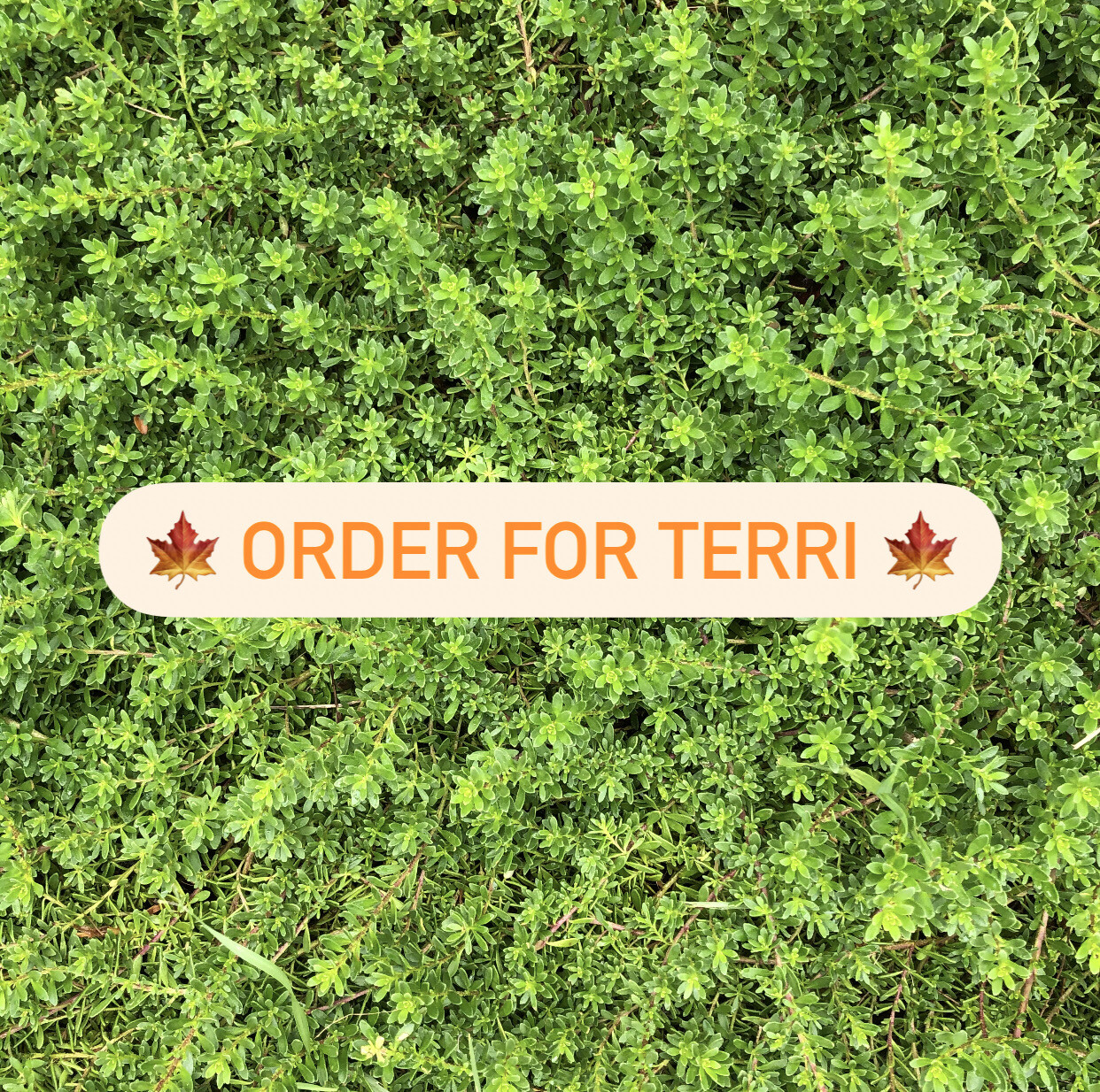 Order for Terri