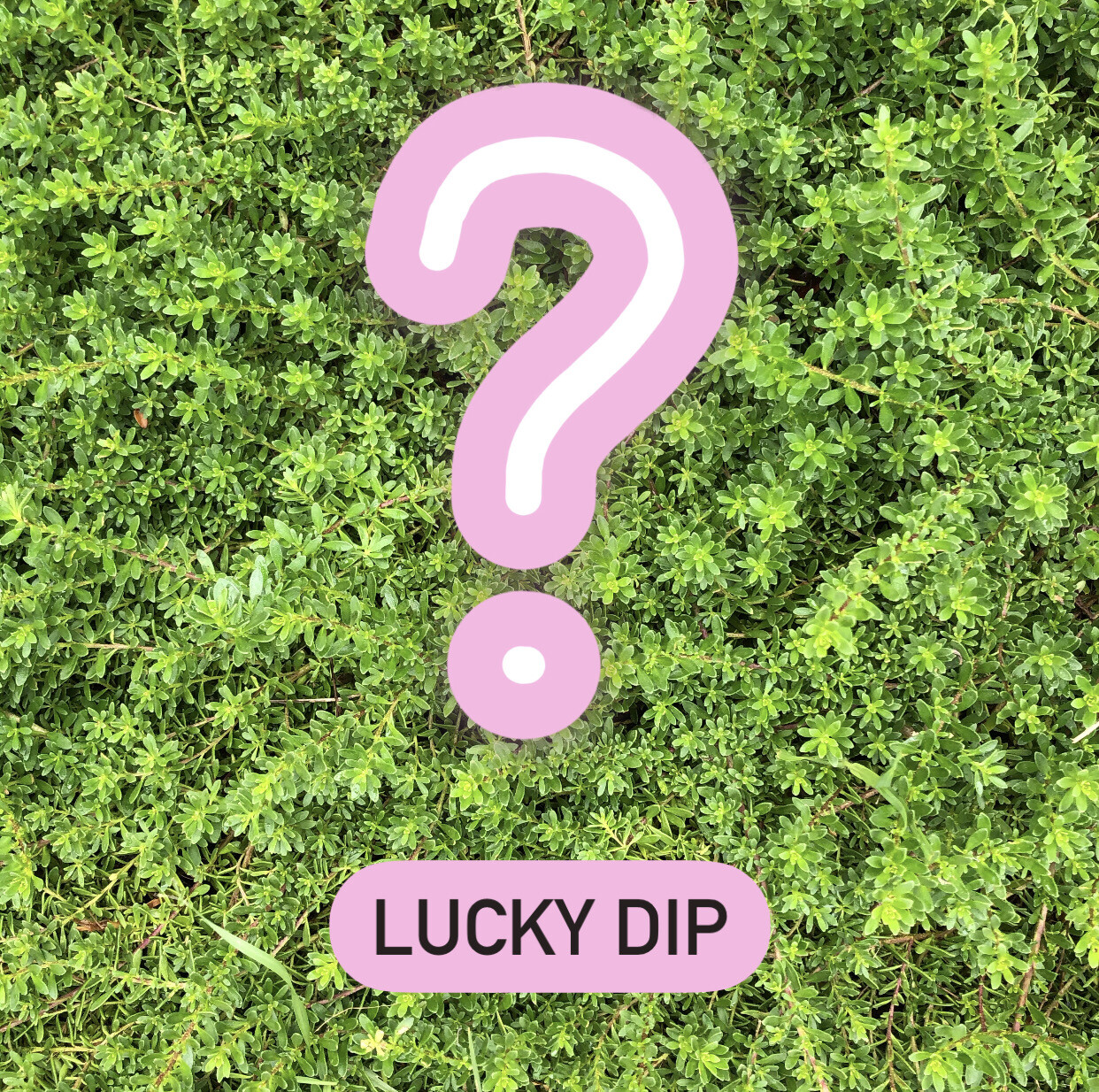 Lucky Dip - Various Sizes