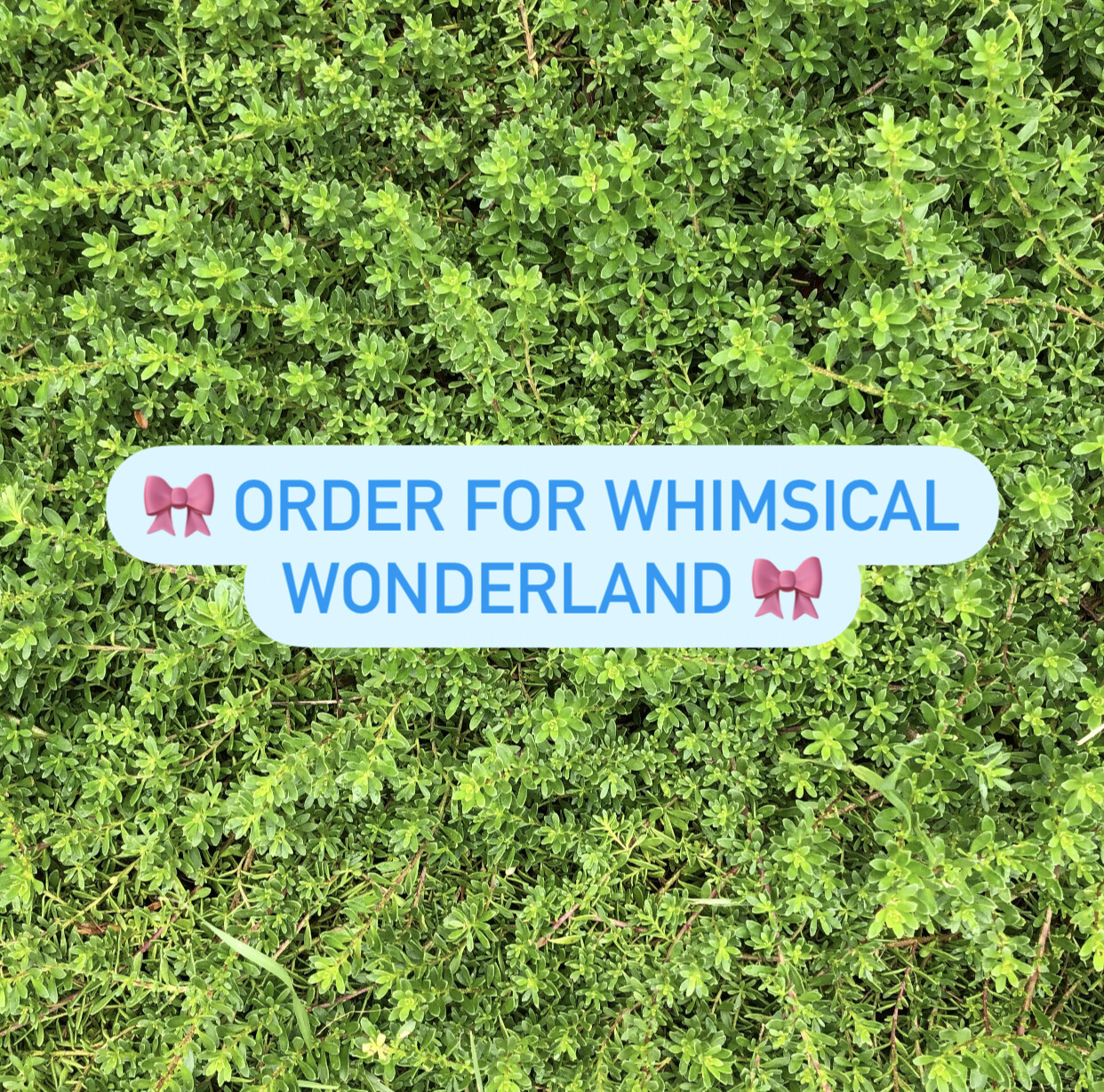 Order for Whimsical Wonderland