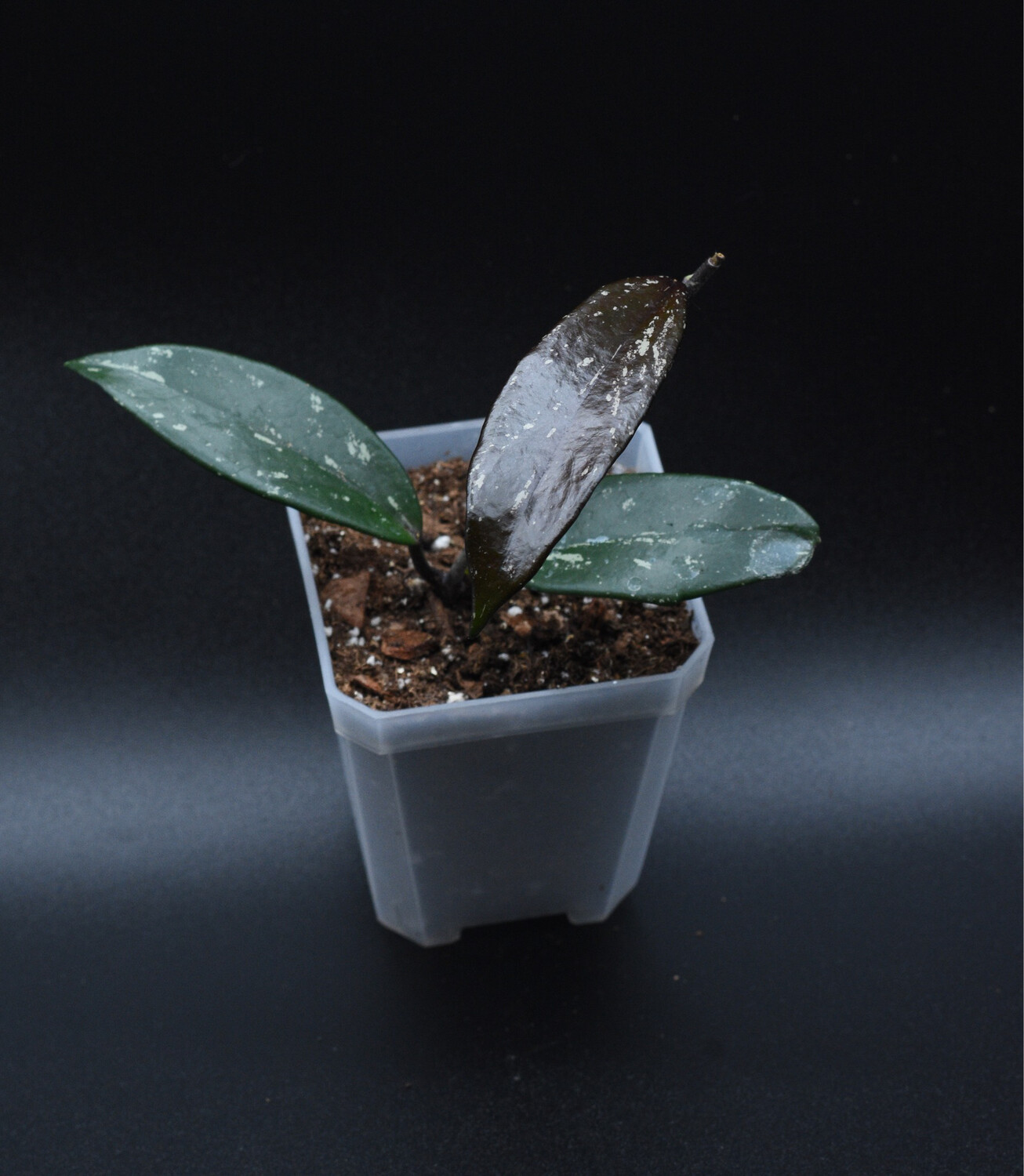 Hoya Pubicalyx ‘Black Dragon’