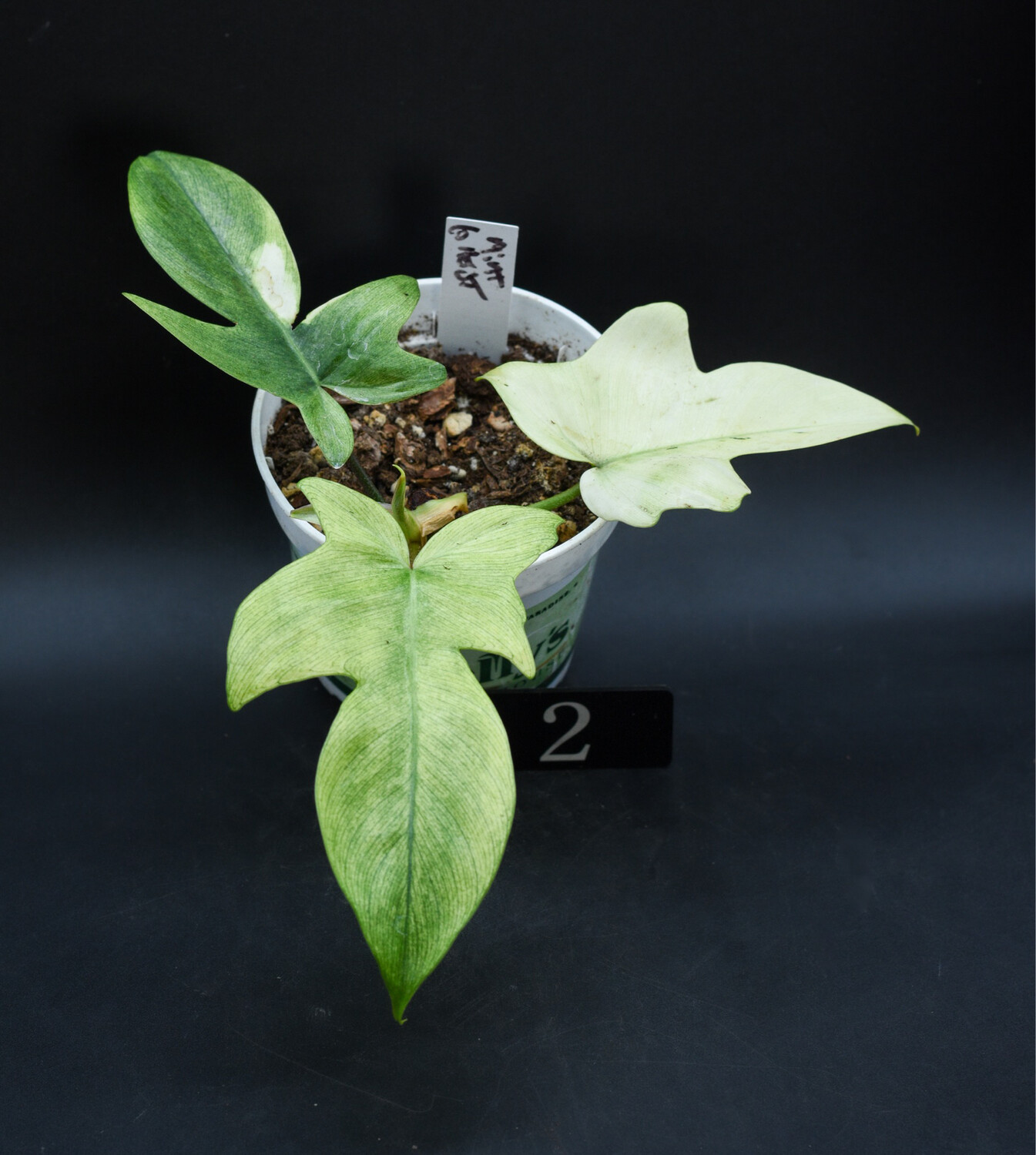 Bewitching Blooms: The Ghostly Glow Of The Florida Ghost Mint Philodendron