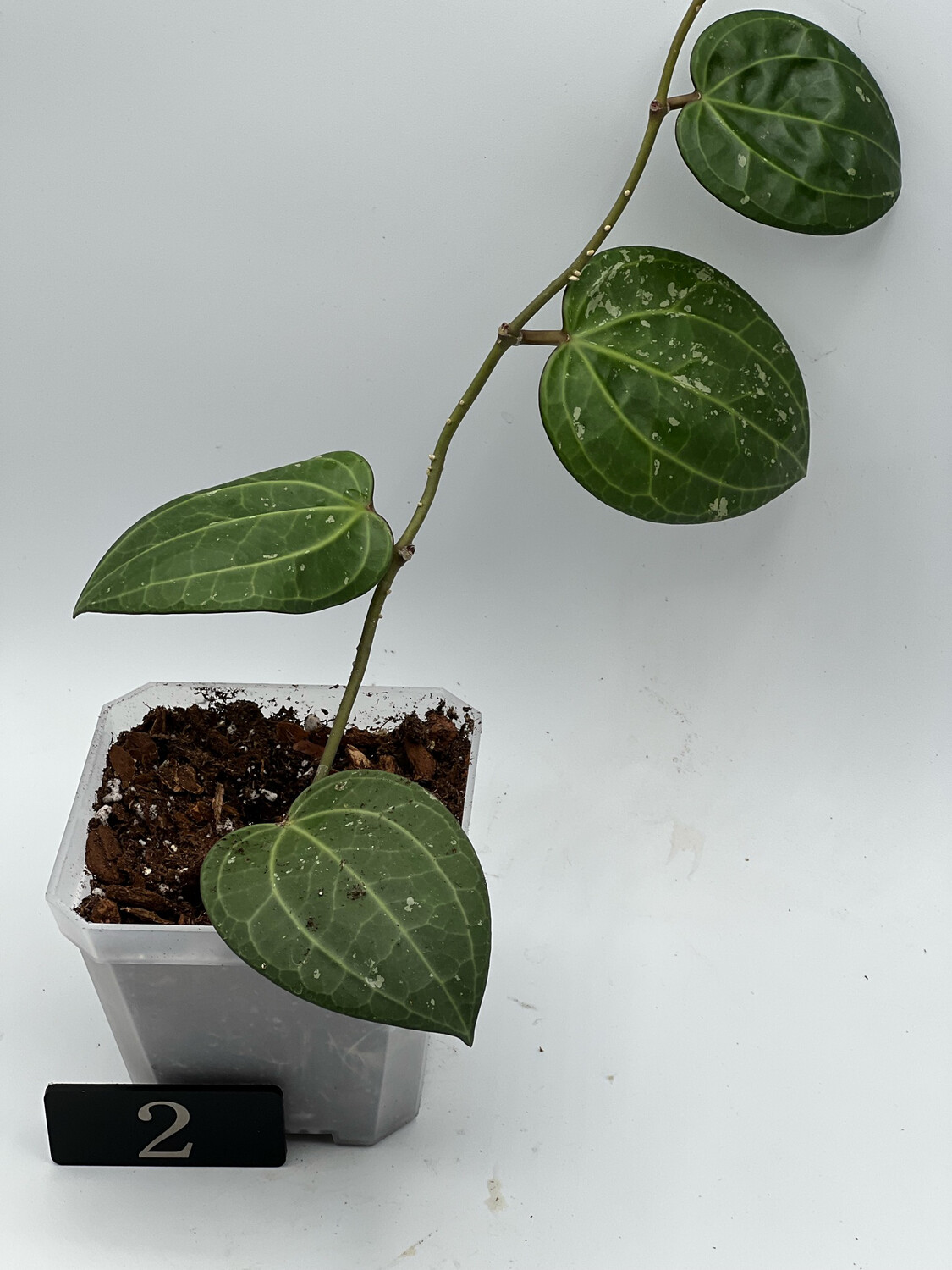 Hoya Glabra Red