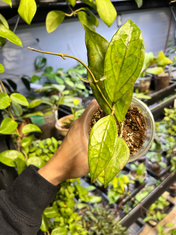 Hoya sp Germany