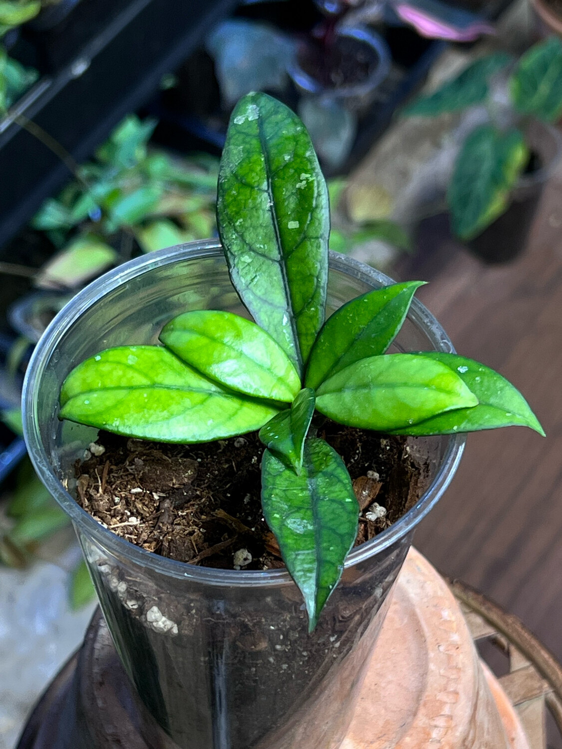 Hoya Crassipetiolata
