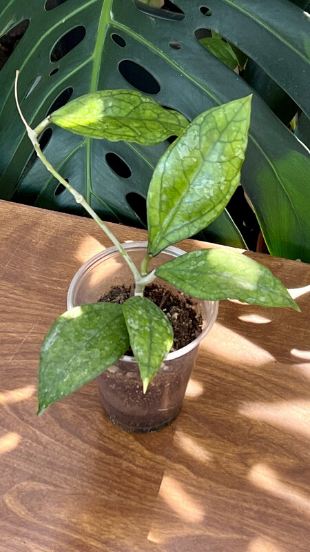 Hoya sp Germany