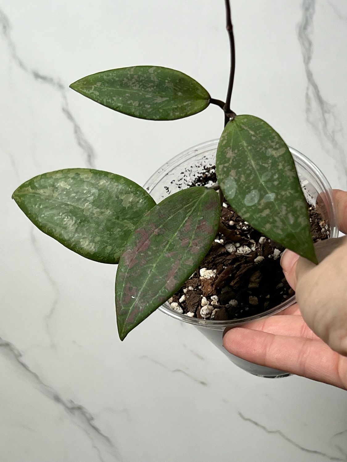 Hoya Fka Wibergiae