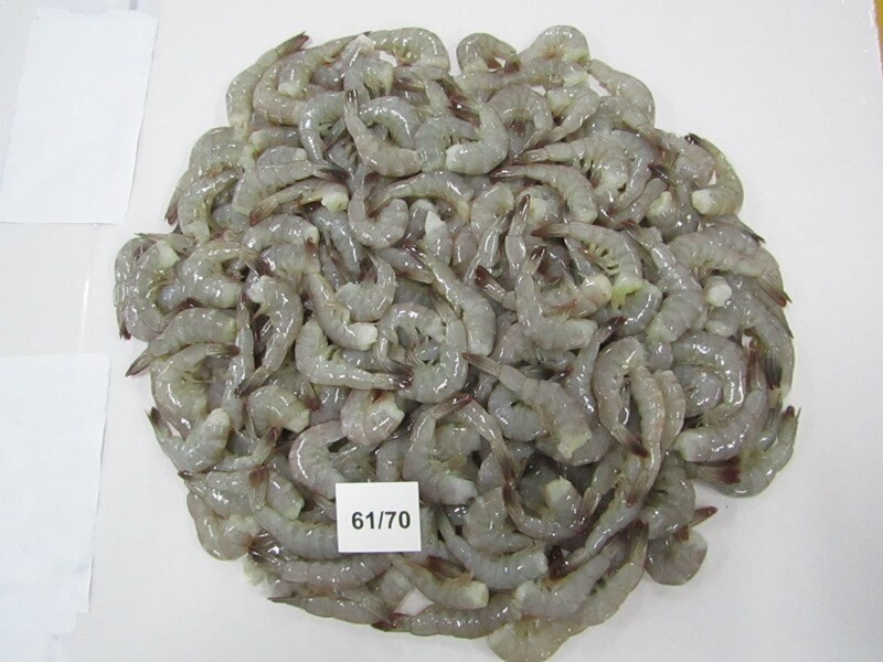 Vannamei shrimp