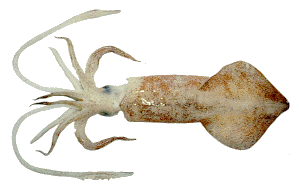 SQUID (FROZEN) Loligo duvaucelii