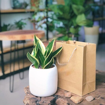Cây Lưỡi Hổ