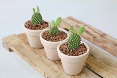 Combo 5 Cây Xương Rồng